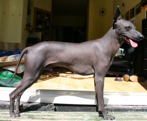 Photo de Peruvian Hairless Dog