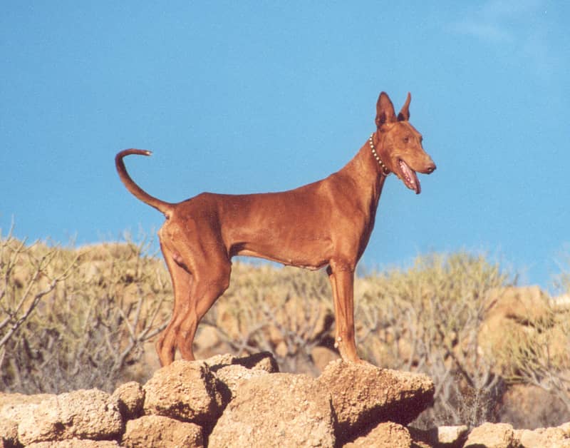 Photo de Canarian Warren Hound