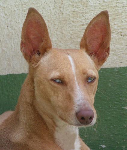 Photo Ibizan Hound