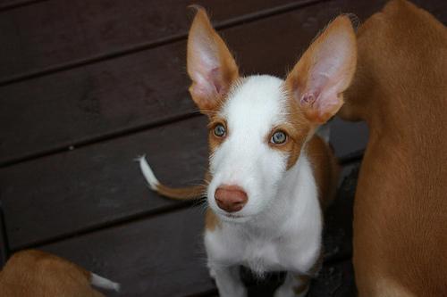 Photo Ibizan Hound