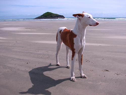 Photo Ibizan Hound