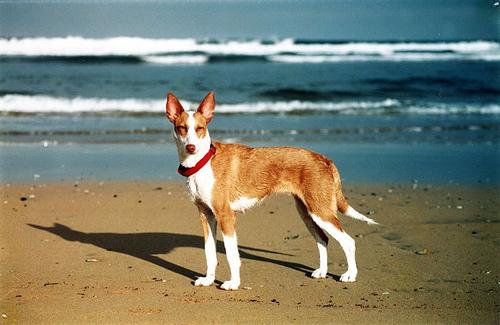 Photo de Ibizan Hound