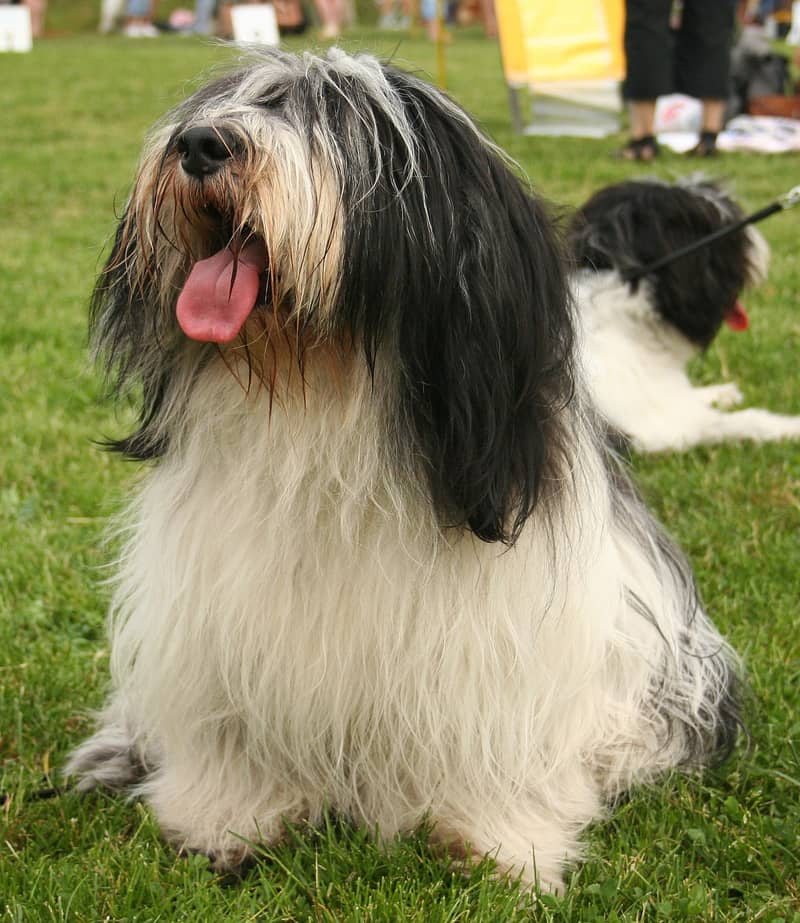Photo de Polish Lowland Sheepdog