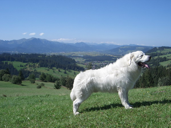 Chien de Berger Polonais des Tatras