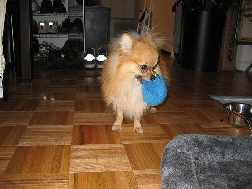 Photo Pomeranian