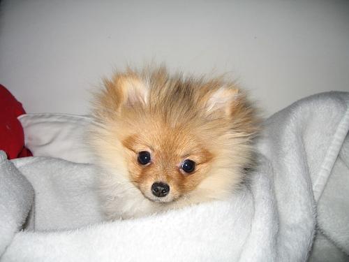 Photo Pomeranian