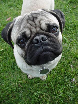 Photo Pug