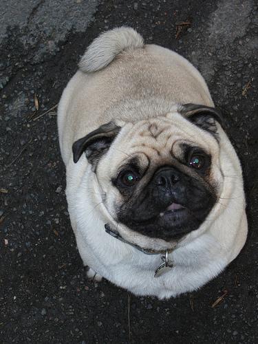 Photo Pug