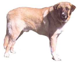 Photo de Rafeiro do Alentejo