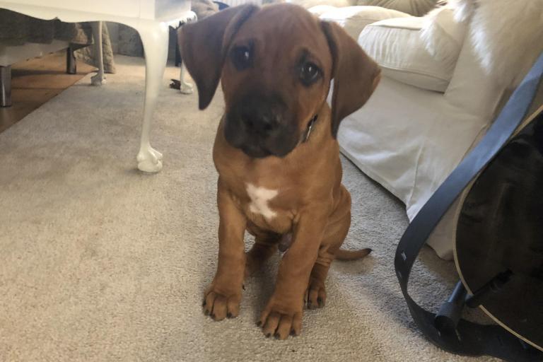 Photo Rhodesian Ridgeback