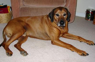 Photo Rhodesian Ridgeback