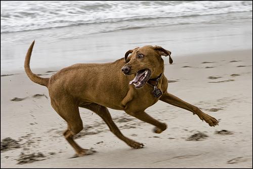Photo Rhodesian Ridgeback