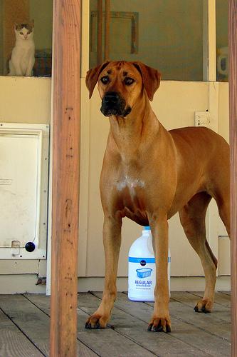 Photo Rhodesian Ridgeback