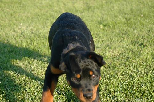 Photo Rottweiler
