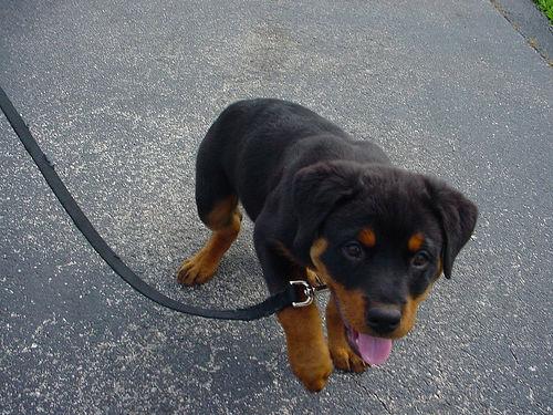 Photo Rottweiler