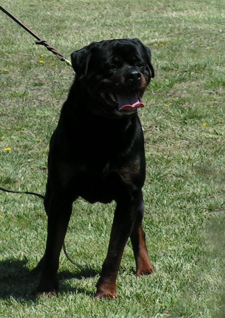 Photo Rottweiler