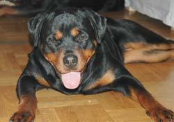 Photo Rottweiler