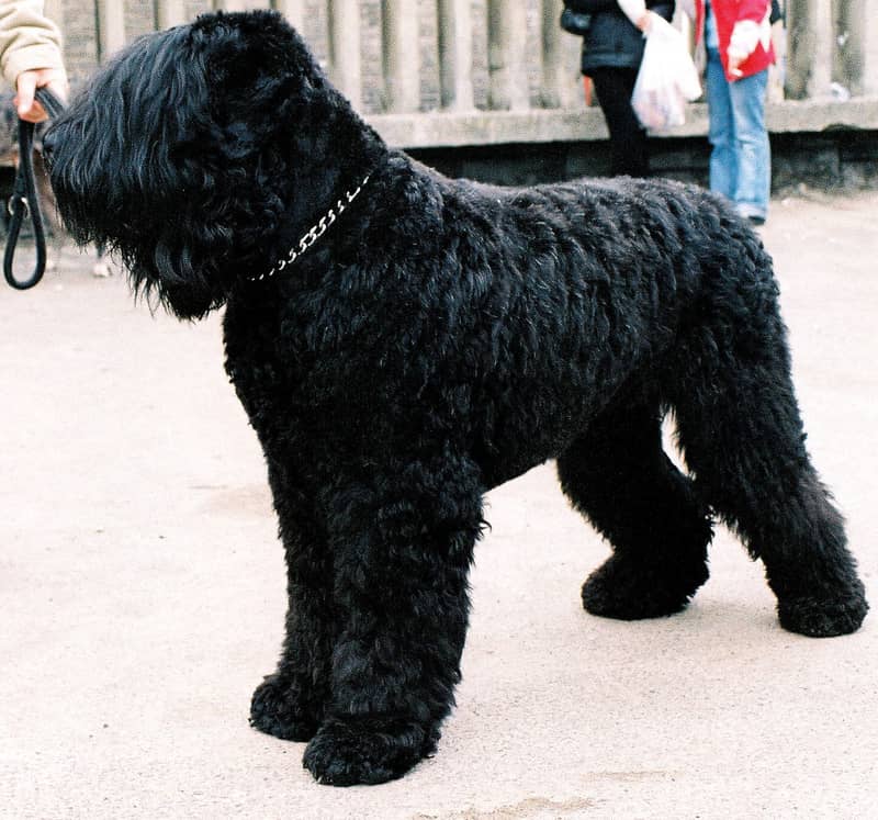Photo de Black Russian Terrier