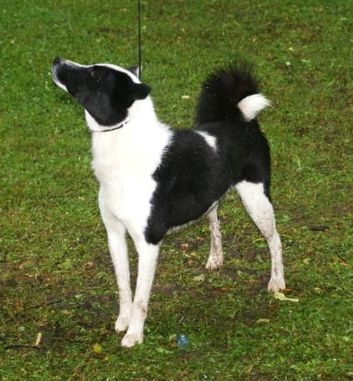 Photo de Russian-European Laika