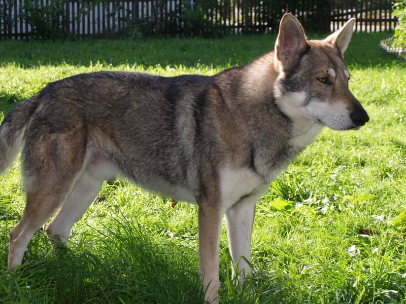Photo de Saarloos Wolfdog