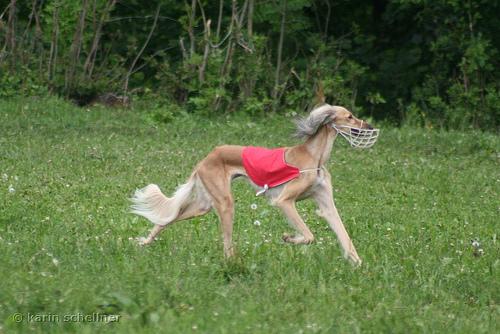 Photo Saluki