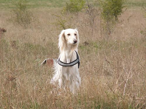 Photo Saluki