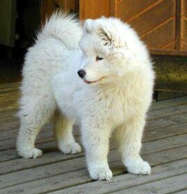 Photo Samoyed