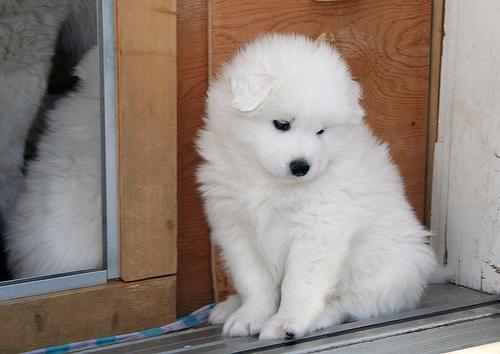 Photo Samoyed