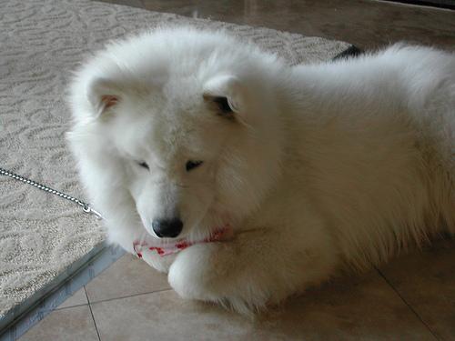 Photo Samoyed