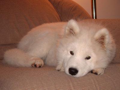 Photo Samoyed