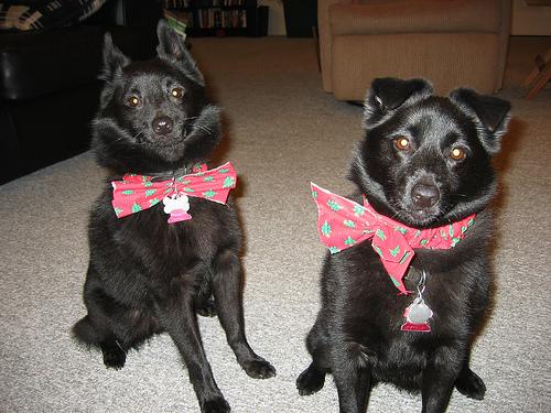 Photo Schipperke