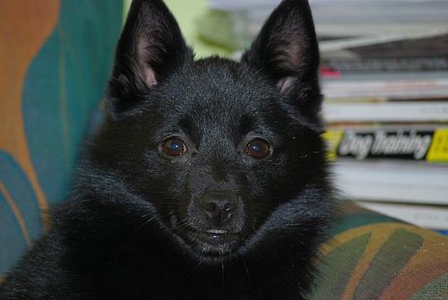 Photo Schipperke