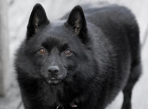 Photo Schipperke