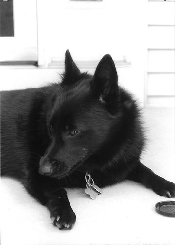 Photo Schipperke