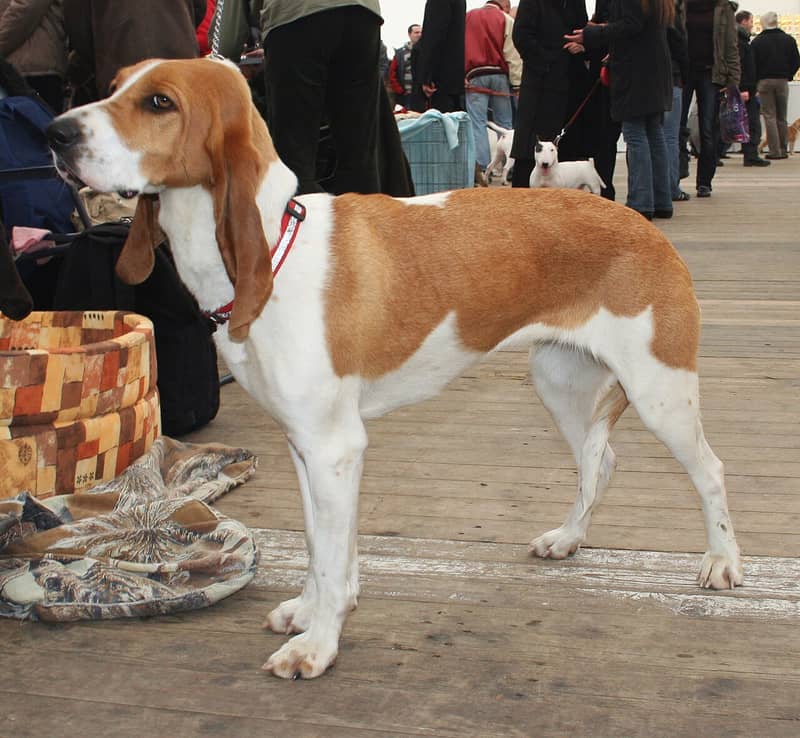 Photo de Swiss Hound