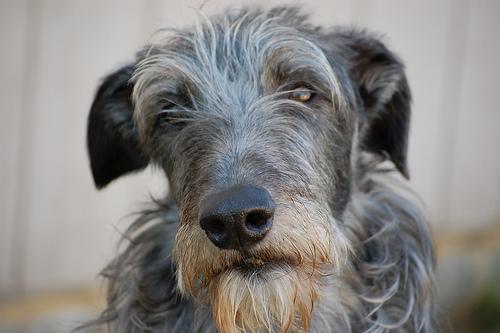 Photo Scottish Deerhound