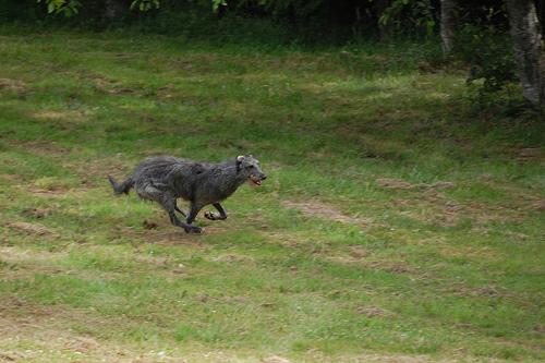 Photo Scottish Deerhound