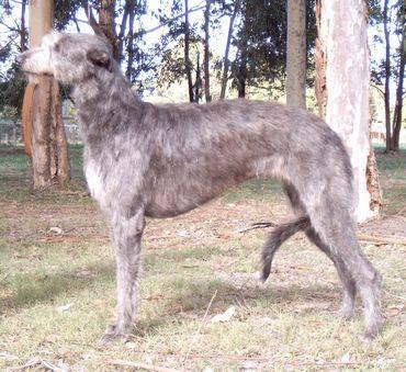 Photo Scottish Deerhound