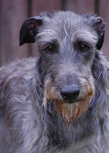 Photo Scottish Deerhound