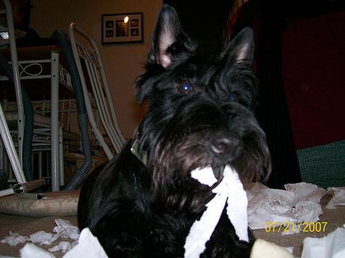 Photo Scottish Terrier