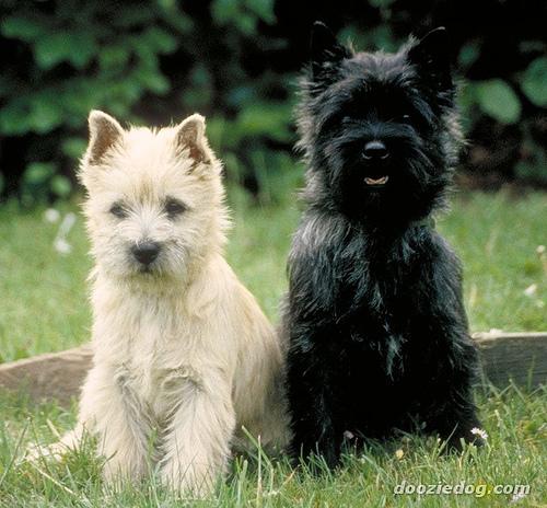 Photo Scottish Terrier