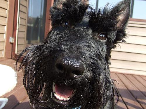Photo Scottish Terrier