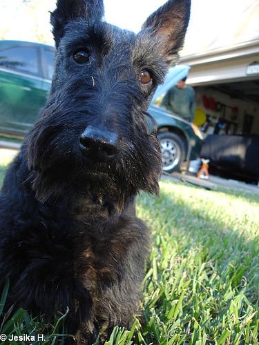 Photo Scottish Terrier