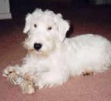 Photo Sealyham Terrier
