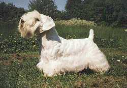 Photo Sealyham Terrier