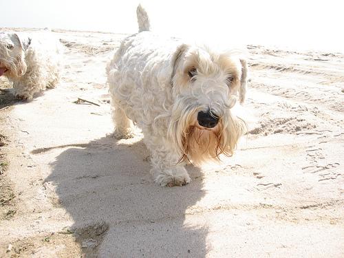 Photo Sealyham Terrier