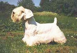 Photo de Sealyham Terrier