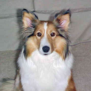 Photo Shetland Sheepdog
