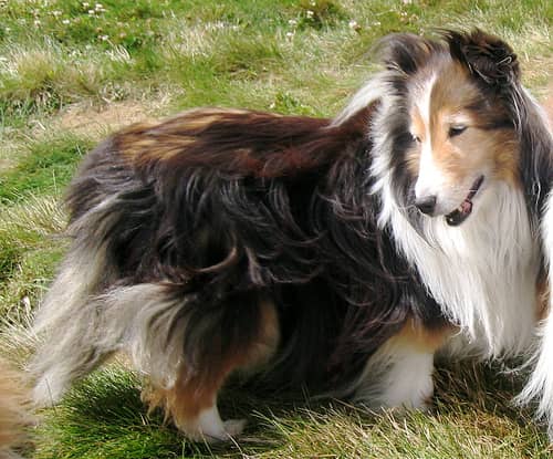 Photo Shetland Sheepdog