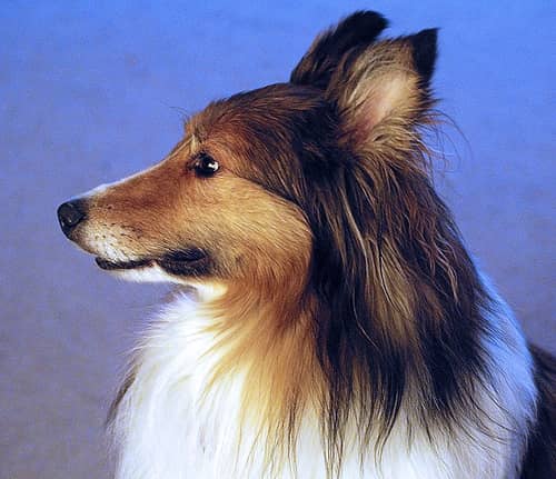 Photo Shetland Sheepdog